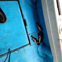 フィッシングガイド りょう 釣果