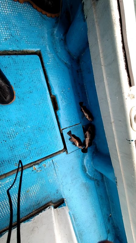 フィッシングガイド りょう 釣果