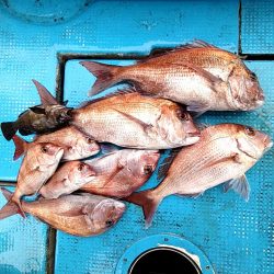 フィッシングガイド りょう 釣果