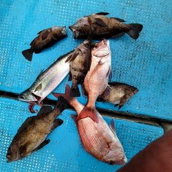 フィッシングガイド りょう 釣果