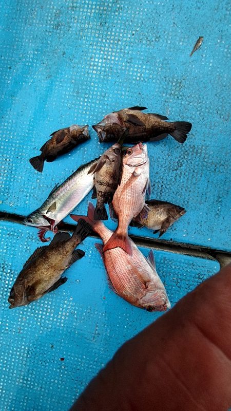 フィッシングガイド りょう 釣果