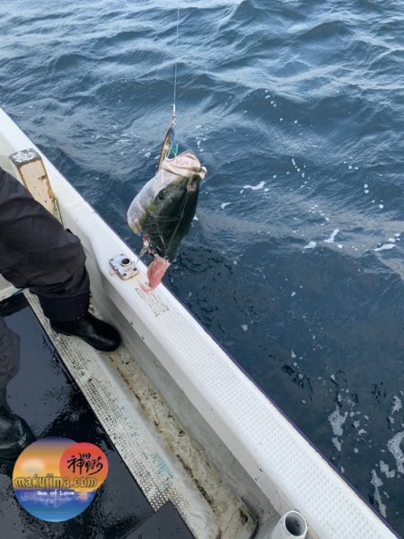 幕島丸 釣果