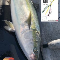 幕島丸 釣果