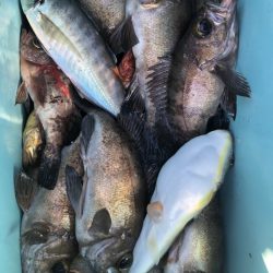 海龍丸（石川） 釣果