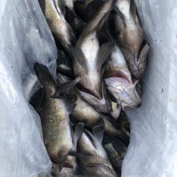 海龍丸（石川） 釣果