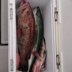 エンペラー 釣果