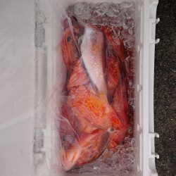 エンペラー 釣果