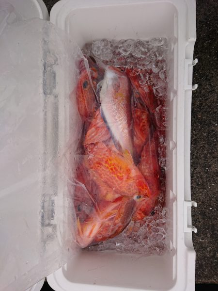 エンペラー 釣果