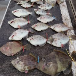 ブルースフィッシングサービス 釣果