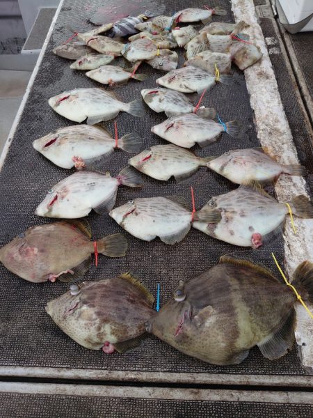 ブルースフィッシングサービス 釣果