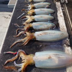 ブルースフィッシングサービス 釣果