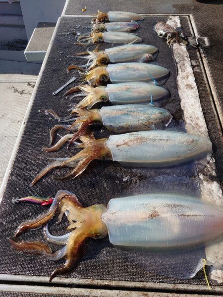 ブルースフィッシングサービス 釣果