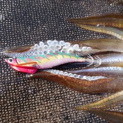 ブルースフィッシングサービス 釣果