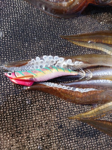 ブルースフィッシングサービス 釣果