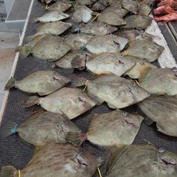 ブルースフィッシングサービス 釣果