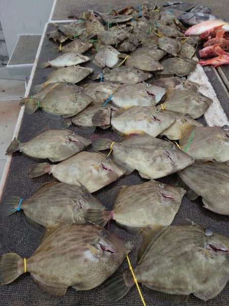 ブルースフィッシングサービス 釣果