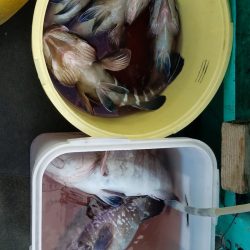 進誠丸 釣果