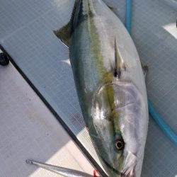 アマテラス 釣果