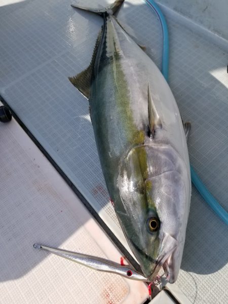 アマテラス 釣果