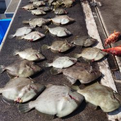 ブルースフィッシングサービス 釣果