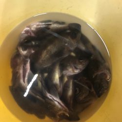 Ｖ−７ West 釣果