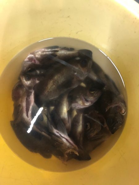 Ｖ−７ West 釣果