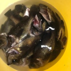 Ｖ−７ West 釣果