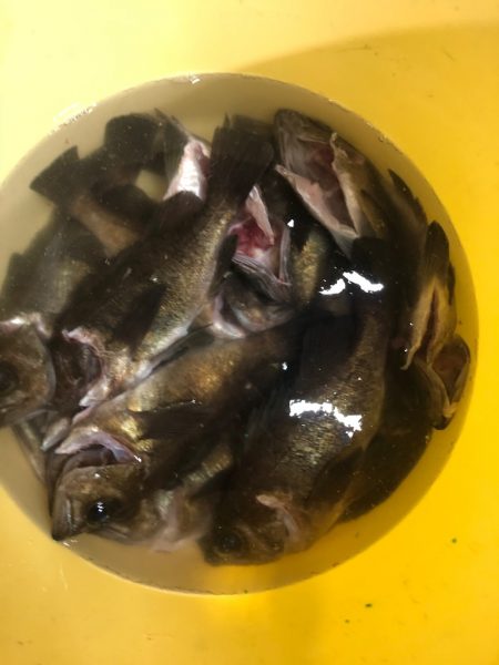 Ｖ−７ West 釣果