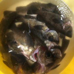 Ｖ−７ West 釣果