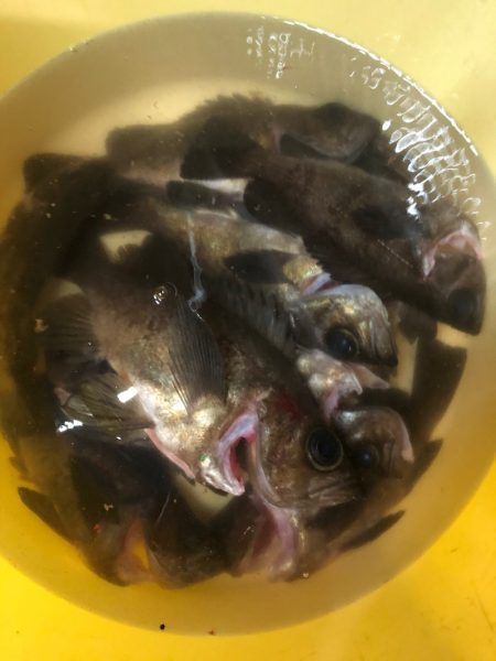 Ｖ−７ West 釣果