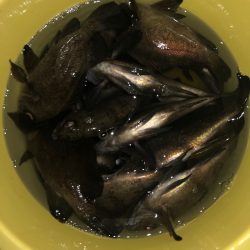 Ｖ−７ West 釣果