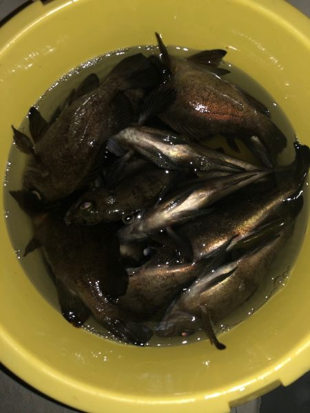 Ｖ−７ West 釣果