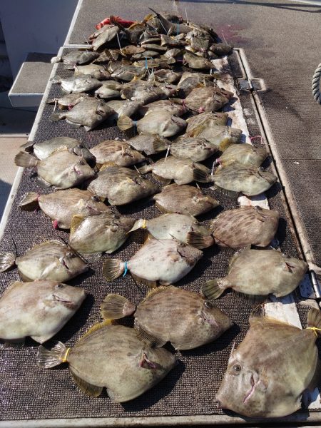 ブルースフィッシングサービス 釣果