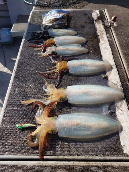 ブルースフィッシングサービス 釣果