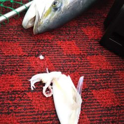 光生丸 釣果