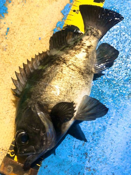 ヤザワ渡船 釣果