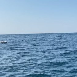 「LaGooN」蒼陽丸 日和号 釣果