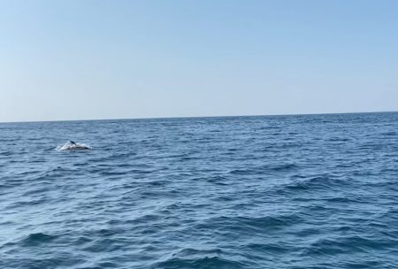 「LaGooN」蒼陽丸 日和号 釣果