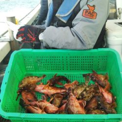 岡田釣船 八英丸 釣果