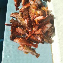 岡田釣船 八英丸 釣果