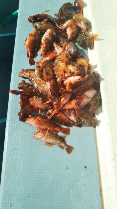 岡田釣船 八英丸 釣果