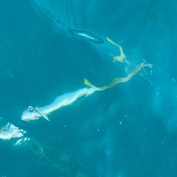 あみや渡船 JIGBOY 釣果