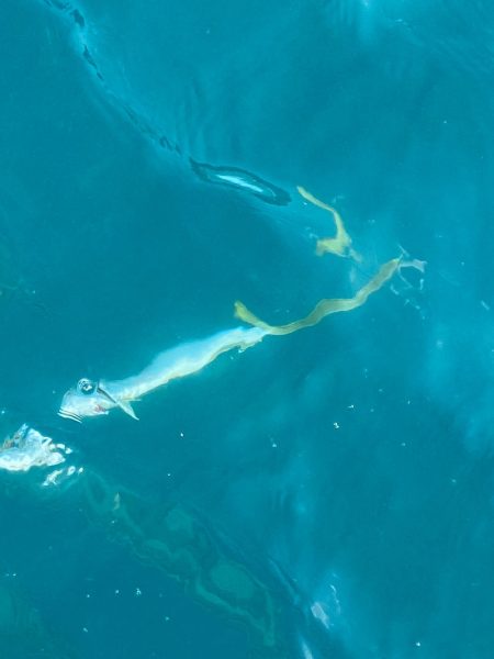 あみや渡船 JIGBOY 釣果