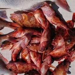 遊漁船 家入 釣果