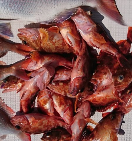 遊漁船 家入 釣果