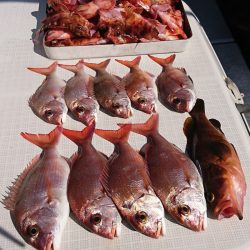 遊漁船 家入 釣果