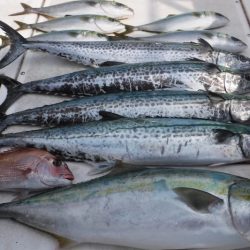 JDI Racing シールズマリンレジャー 釣果