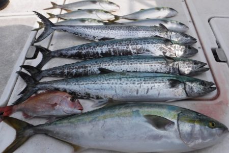 JDI Racing シールズマリンレジャー 釣果