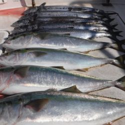 JDI Racing シールズマリンレジャー 釣果