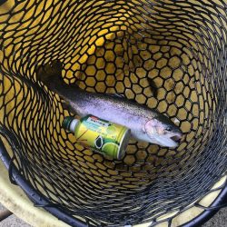 白州トラウトフィッシングエリア　シルフ 釣果